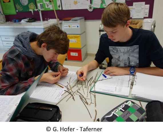 Schüler zeichnen Pflanzenteile
