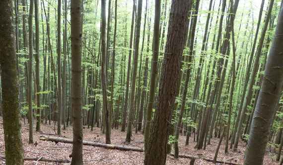 Bäume im Wald Monokultur mit viel Abstand