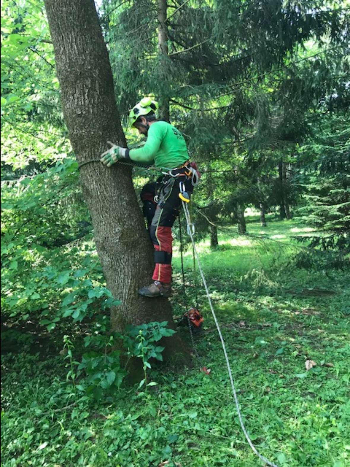 Die Besteigung eines Baumes ist eine Herausforderung