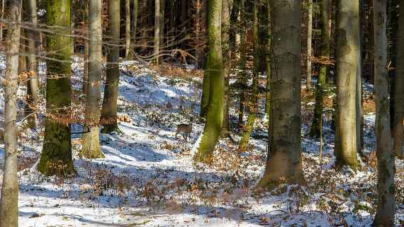 Verschneites Waldstück mit einem Reh zwischen den Bäumen