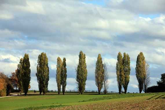Eine Allee mit vierzehn Pappeln