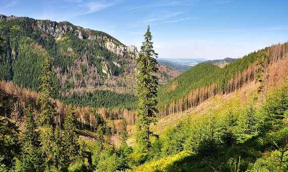 Blick auf eine Monokultur von Fichten in der Hohen Tatra