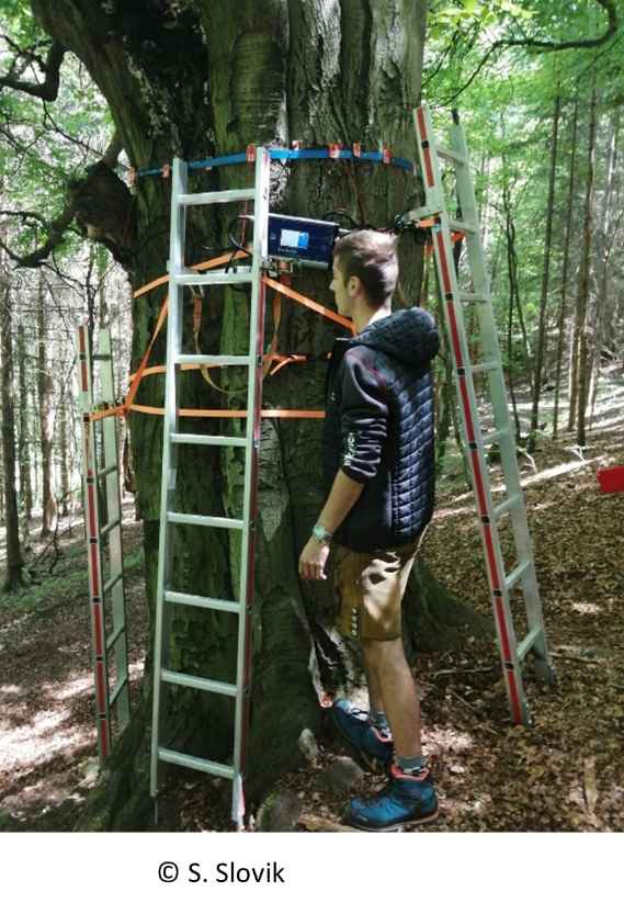 Schüler vor Baum mit Leitern