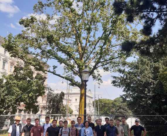 Baumpflege einer Platane in Wien