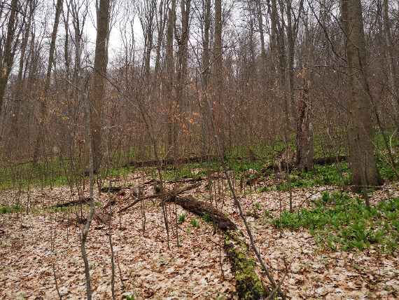 Buchenverjüngung