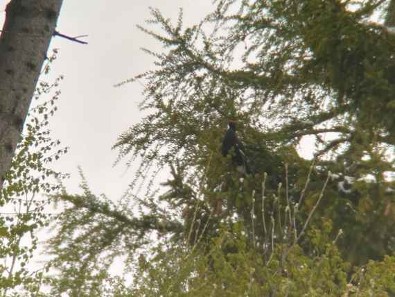 Hahn auf Baum gesichtet