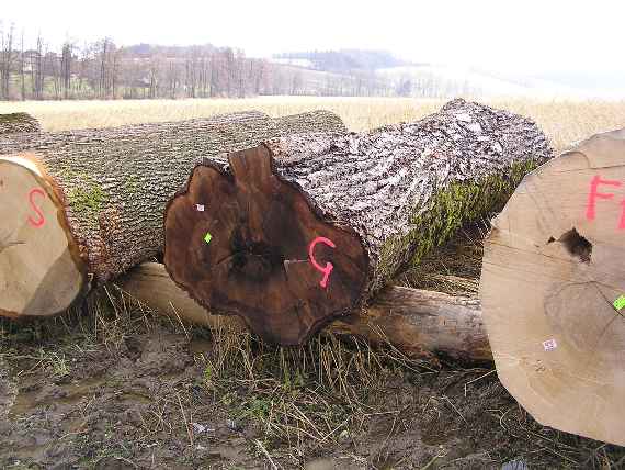 Walnuss als Siegerstamm flankiert von Esche und Eiche