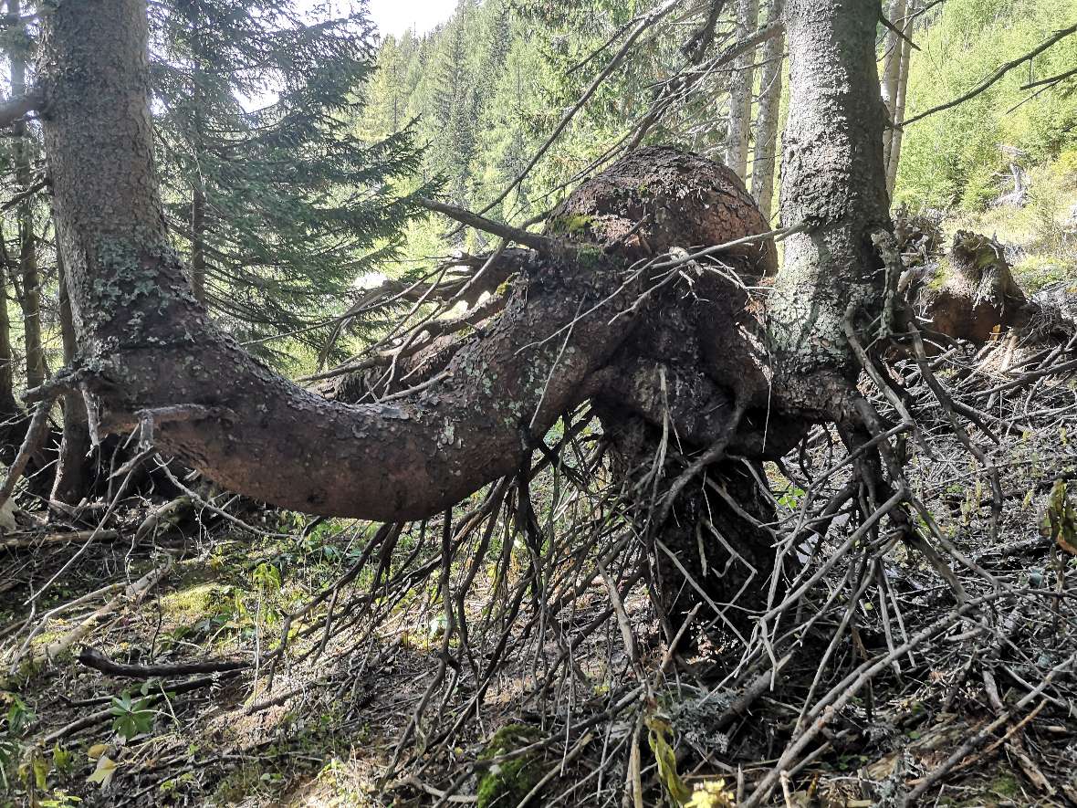 Lawinenschaden am Baum