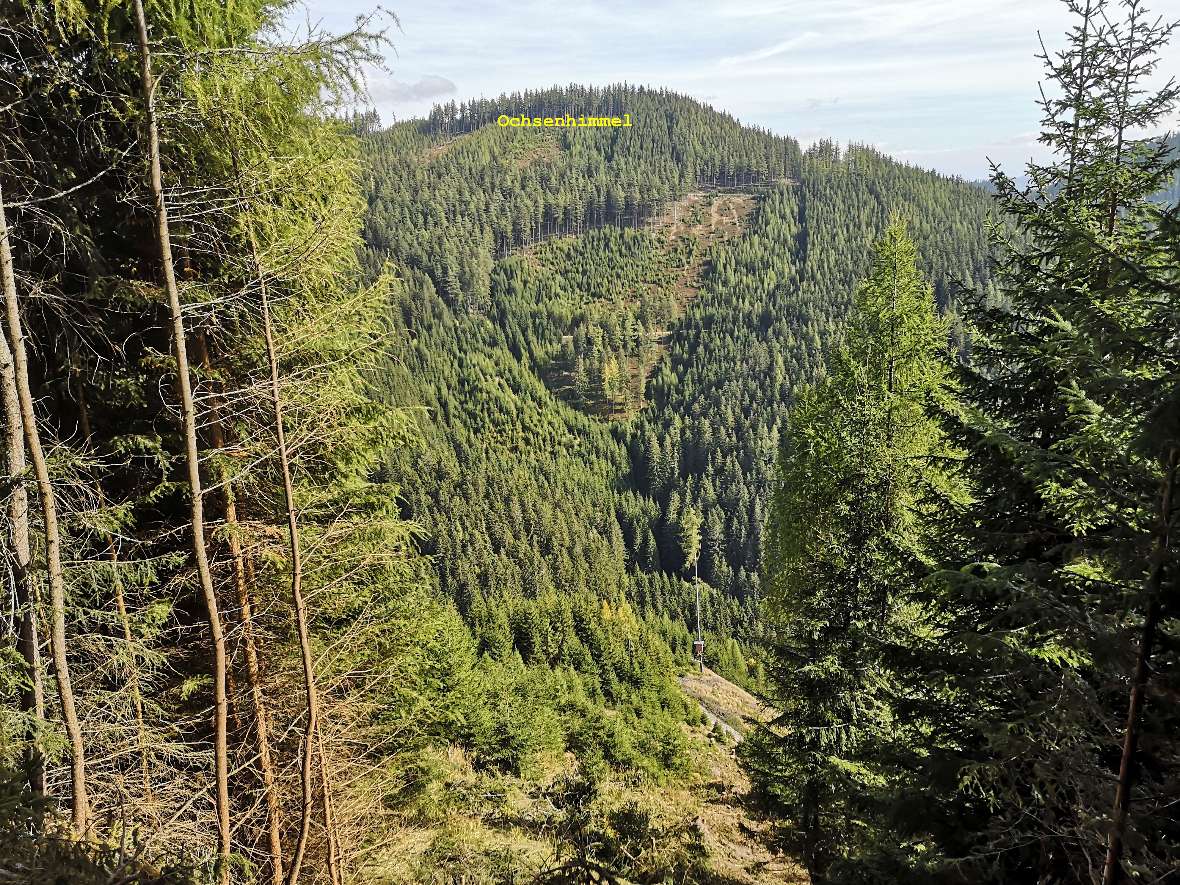 Blick auf eine Naturverjüngung