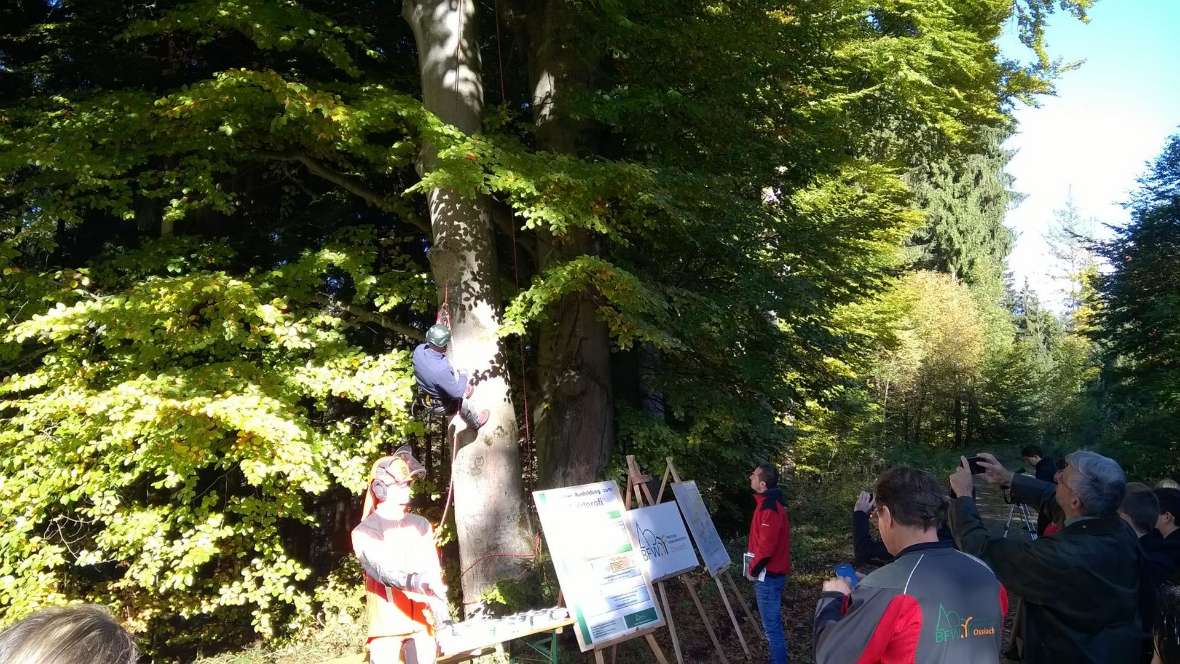 Schüler vor Baum mit Kletterer