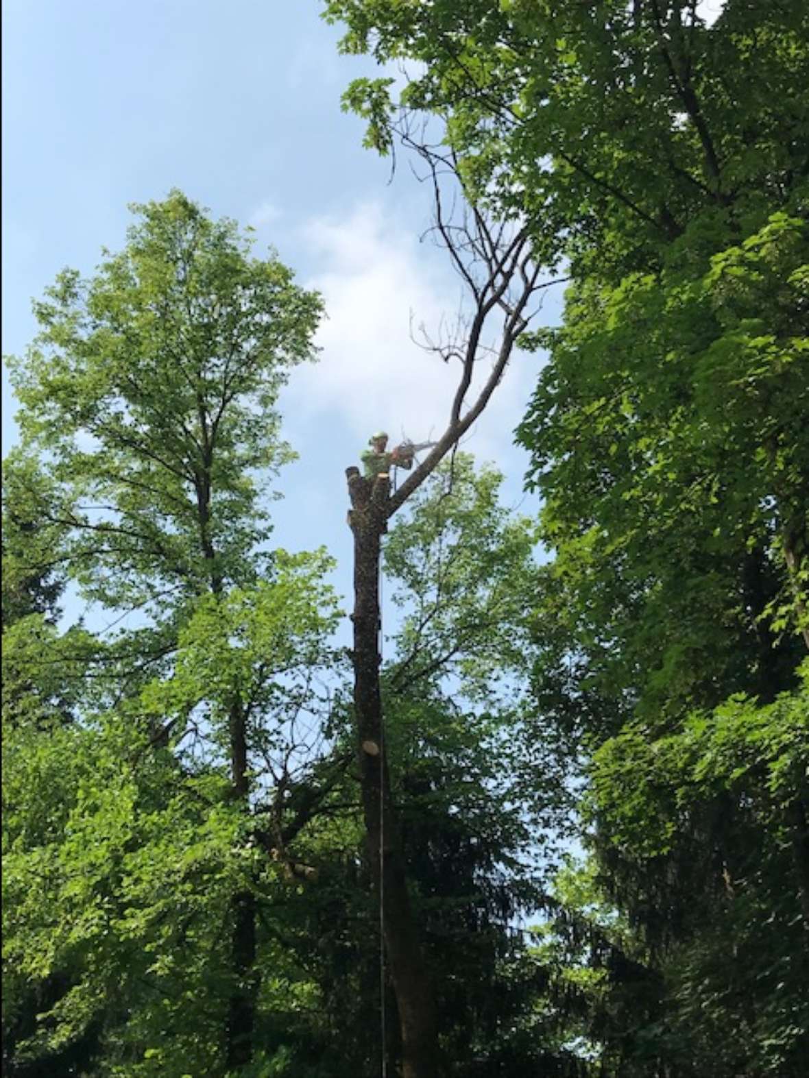 Dieser Baum wird von oben nach unten geschnitten