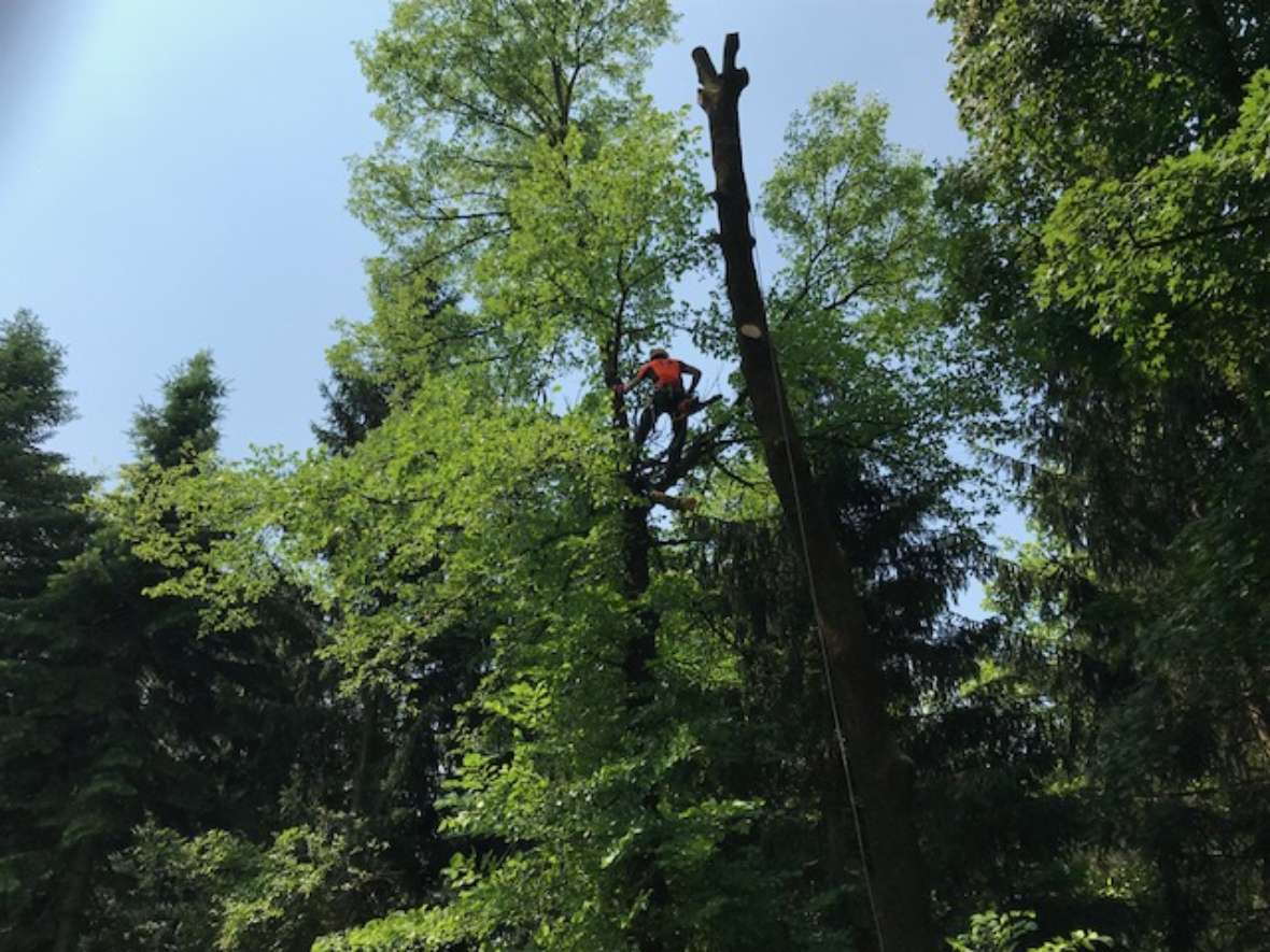 Oben am Baum wird gearbeitet