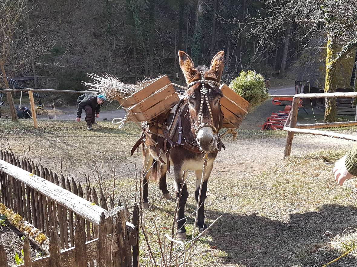 Ein Esel trägt die Last der Welt