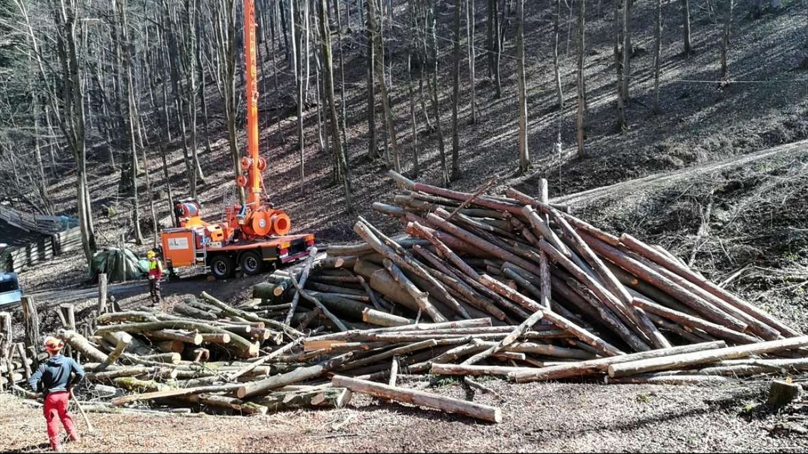 Der Falke im Einsatz bei einem großen Stapel Rundholz