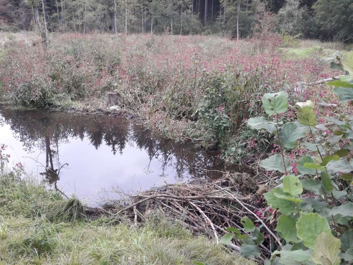 Ein fertiger Biberbau im Nationalpark