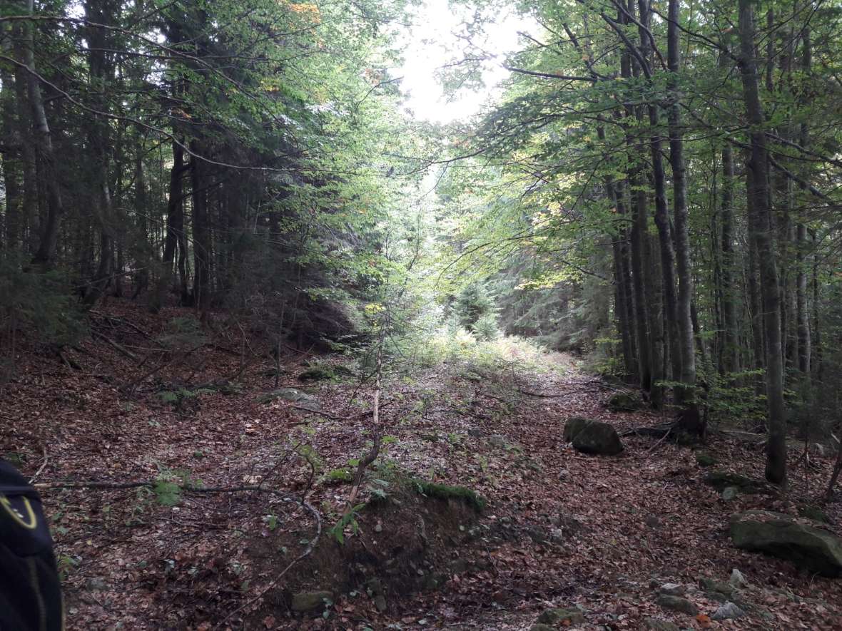 Renaturierte Forststraße im Nationalpark