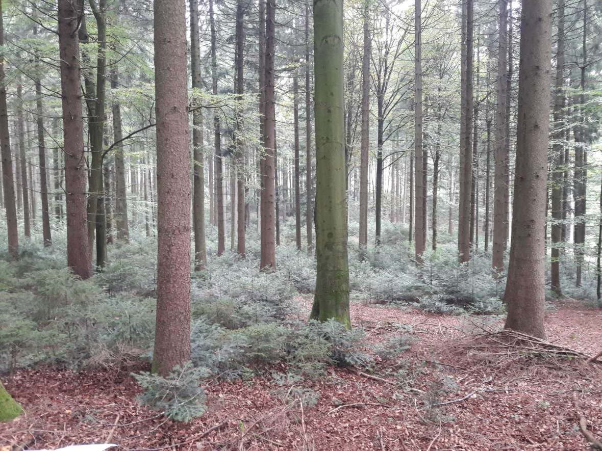 Naturverjüngung von Tannen