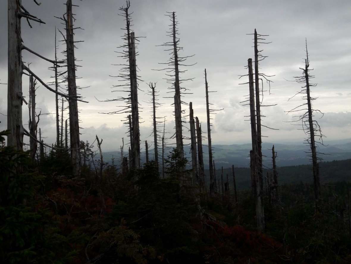 Totholzbäume in einem Waldstück
