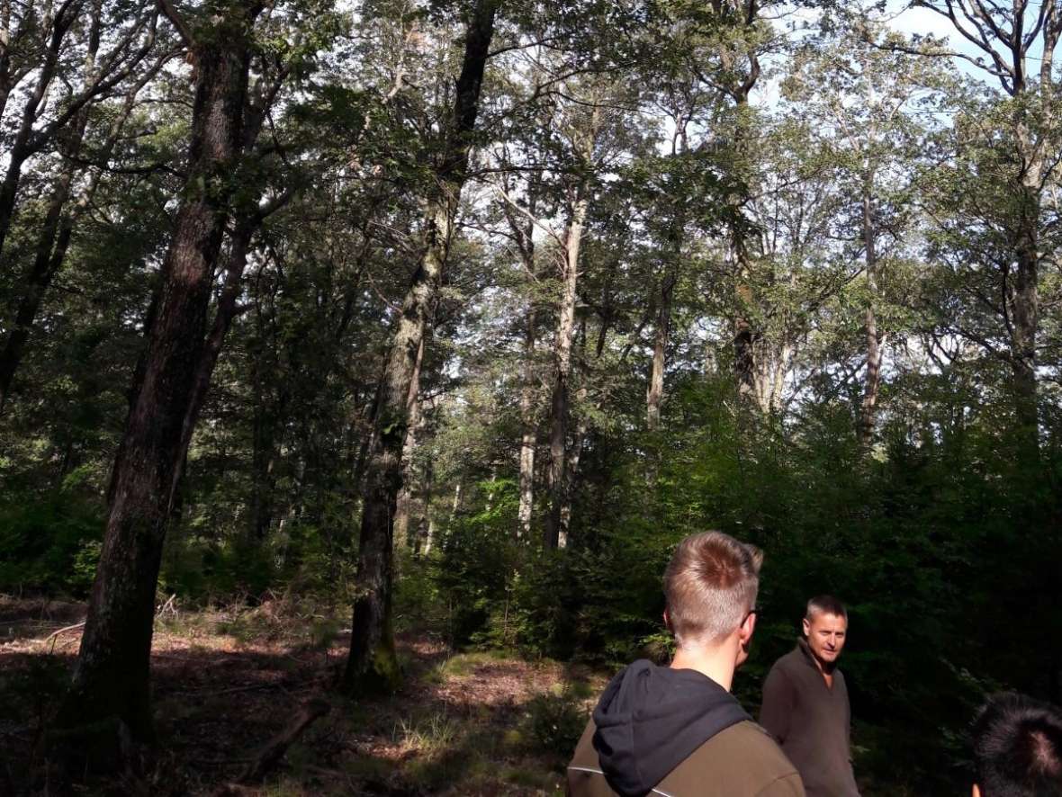 Ein Waldstück im Frühherbst