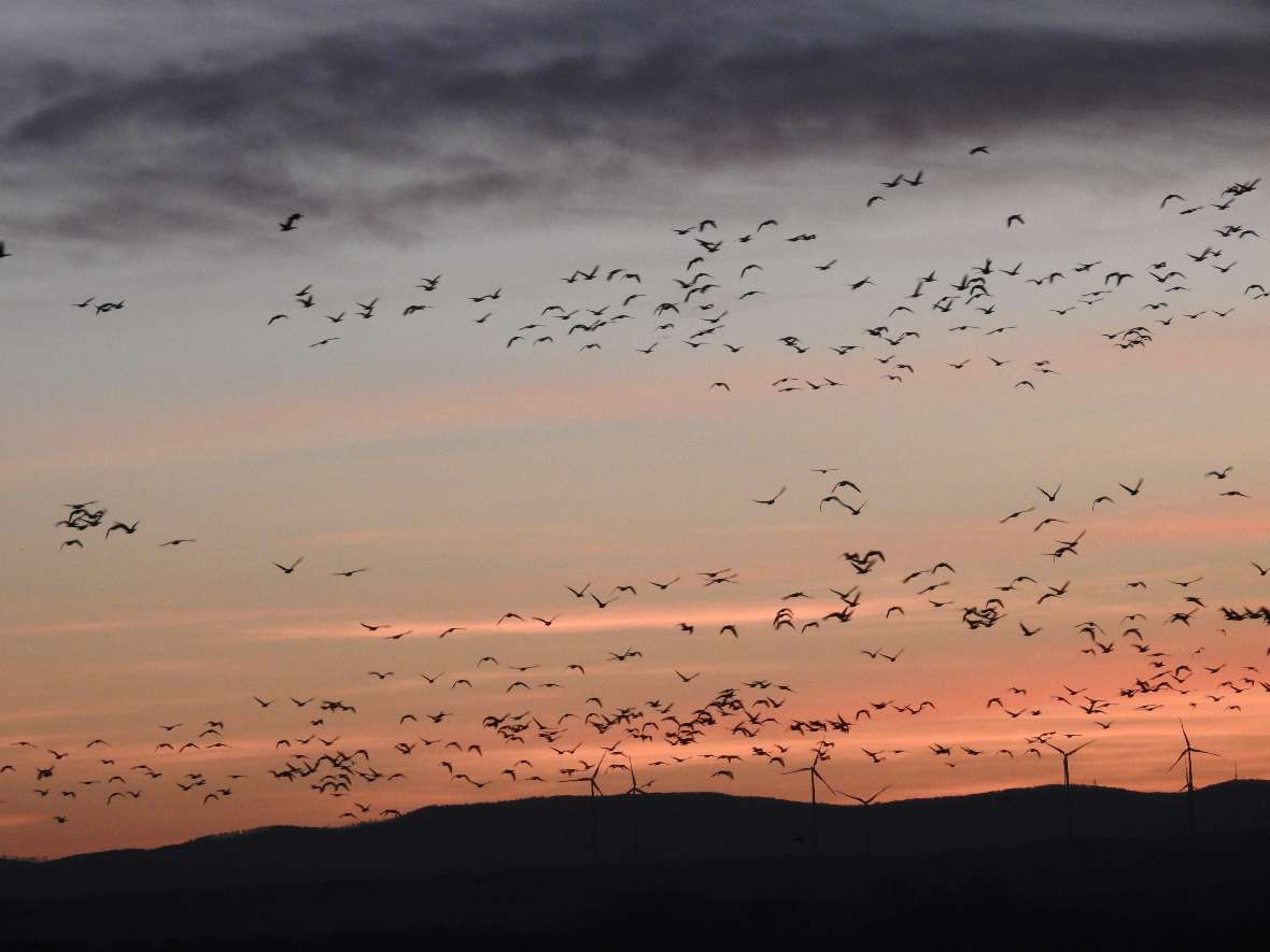 Gänse im Flug im Abendrot