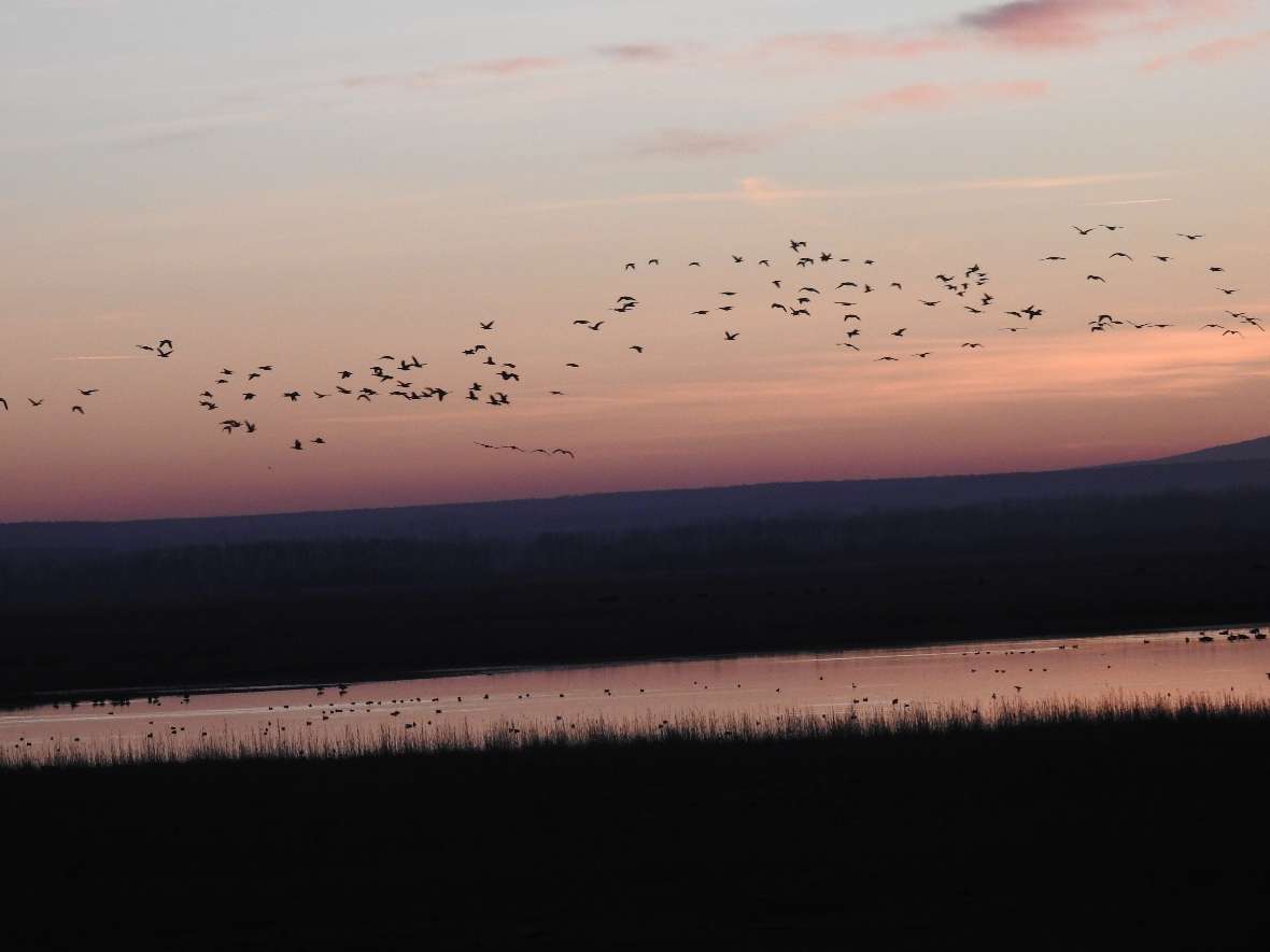 Gänsestrich am Neusiedlersee