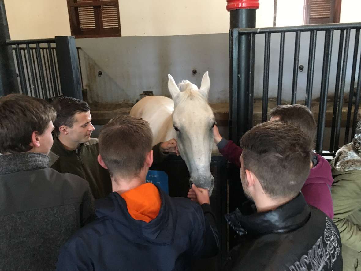 Streicheleinheiten für einen Lipizzaner