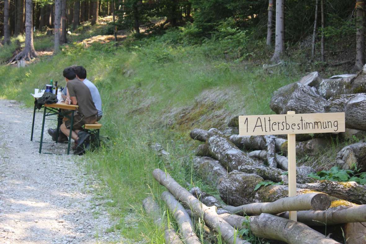 Station Eins Altersbestimmung von Holz