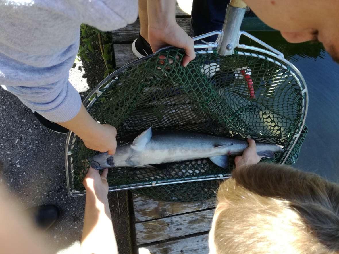 Der Fisch wird gefangen und herausgenommen