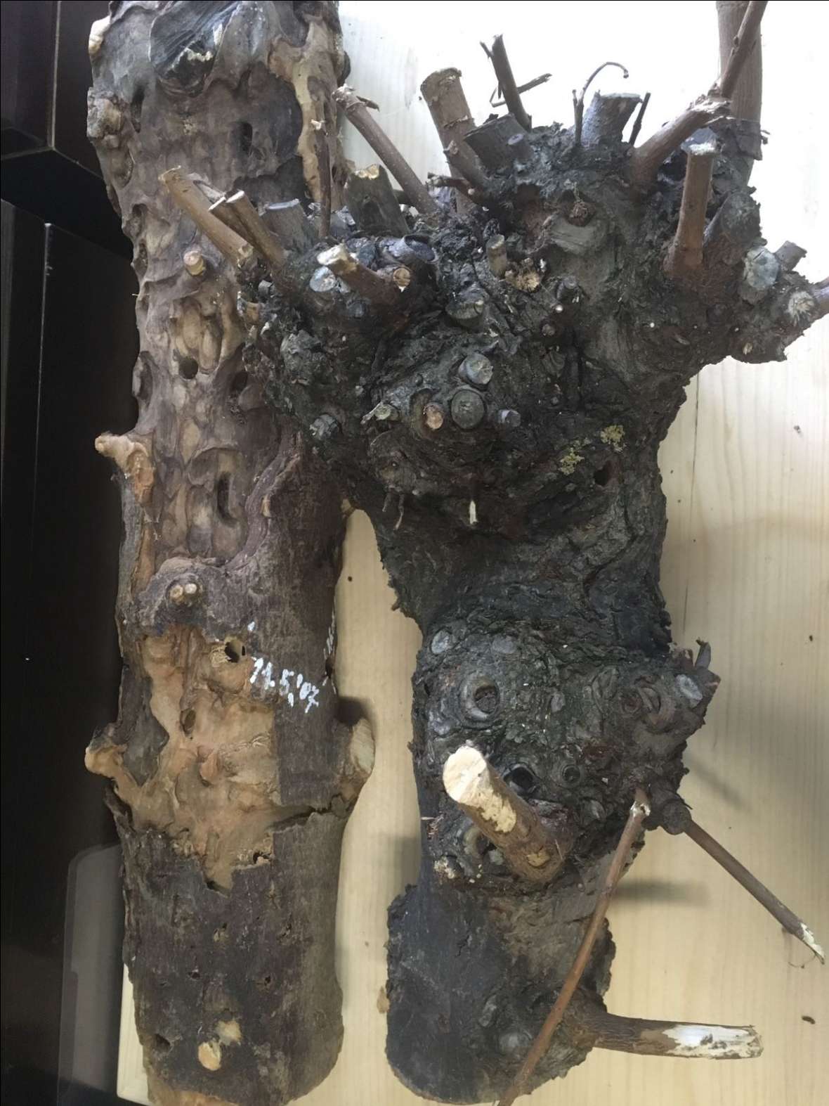 Baumkrebs und Wucherungen bei Ästen