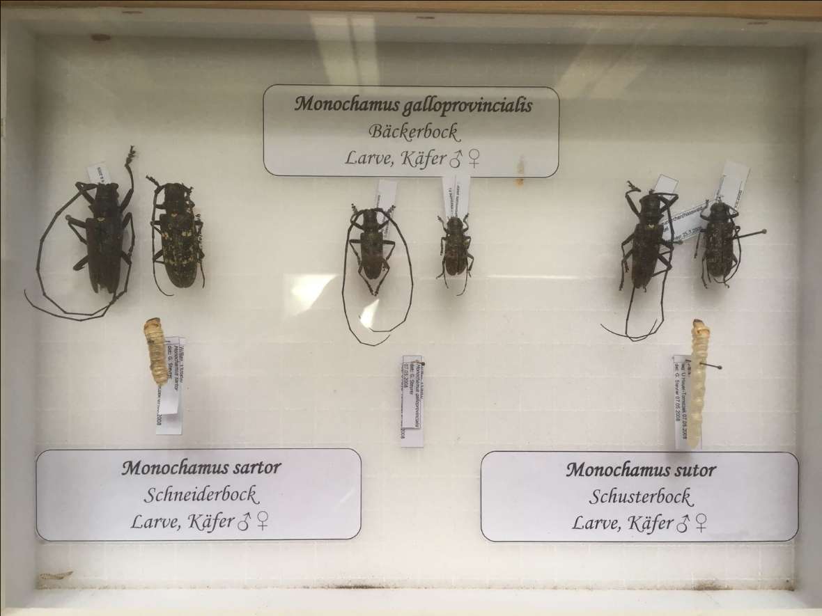 Verschiedene Bockkäferarten