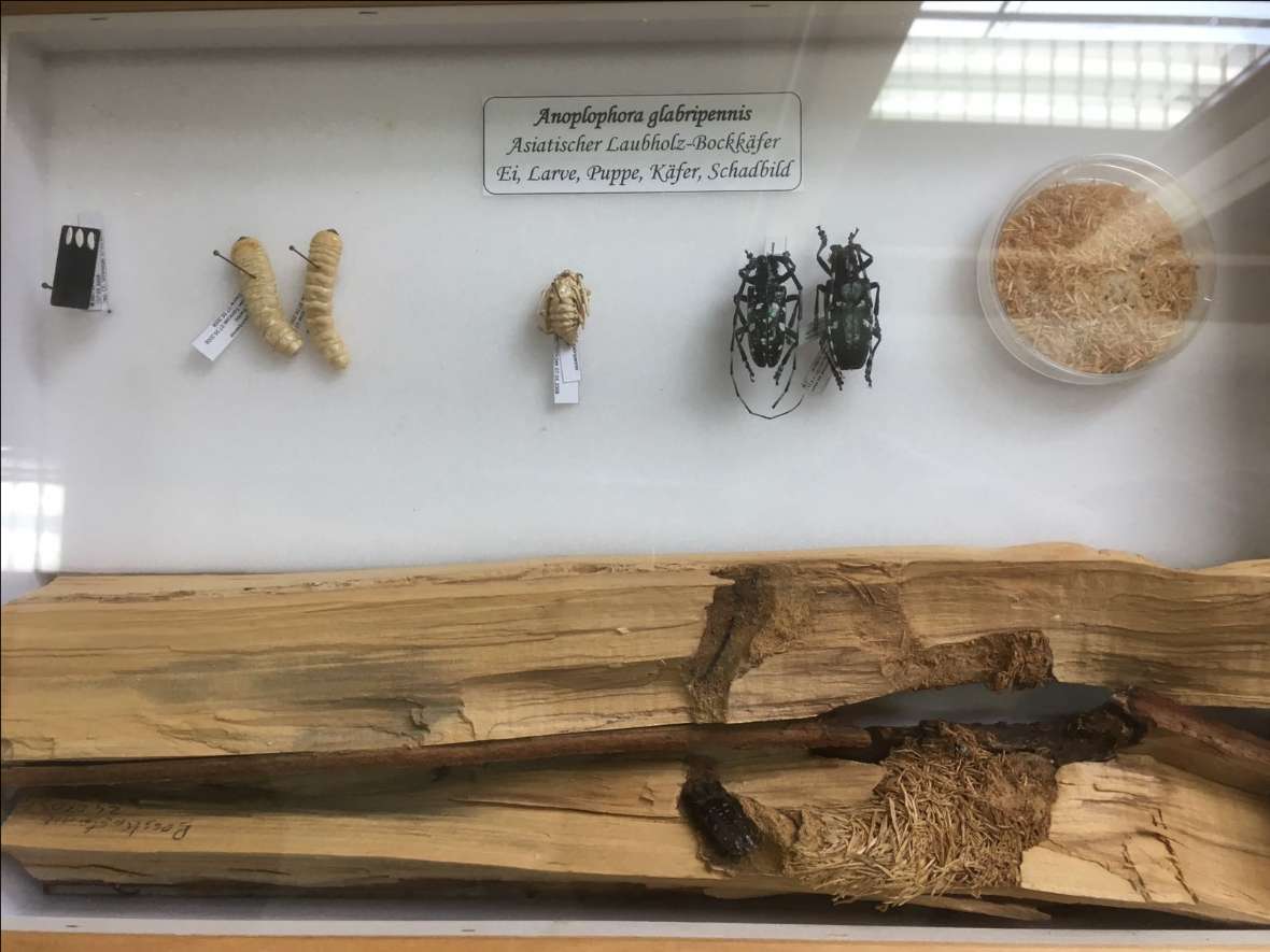Der Asiatische Laubholz-Bockkäfer in all seinen Stadien