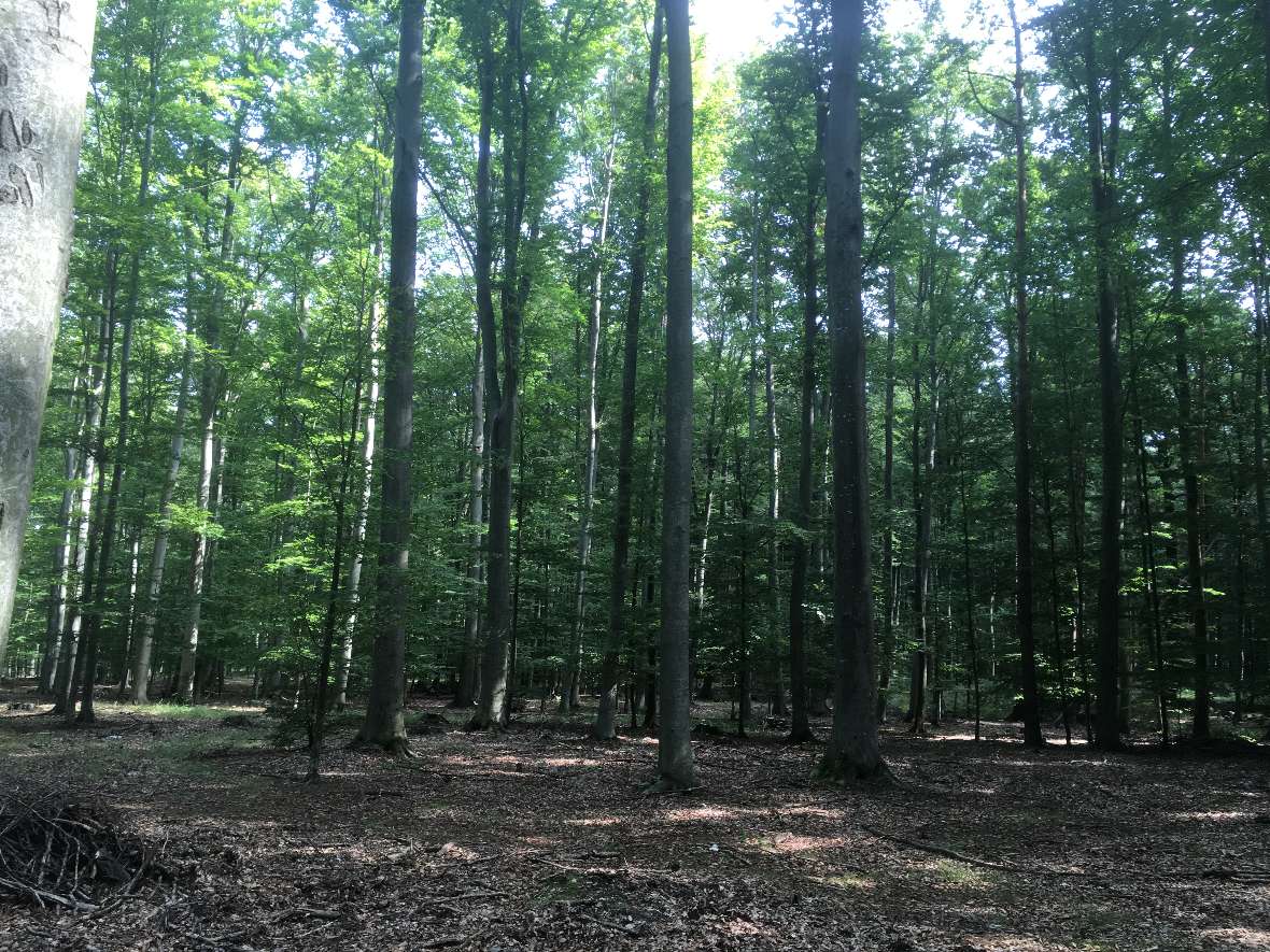 Ein optimal bewaldeter Forst