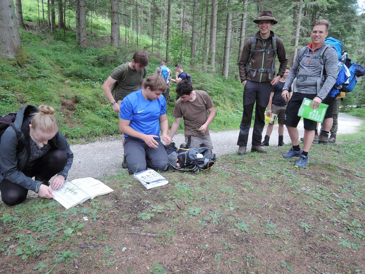 Bestimmung von Pflanzen auf dem Weg