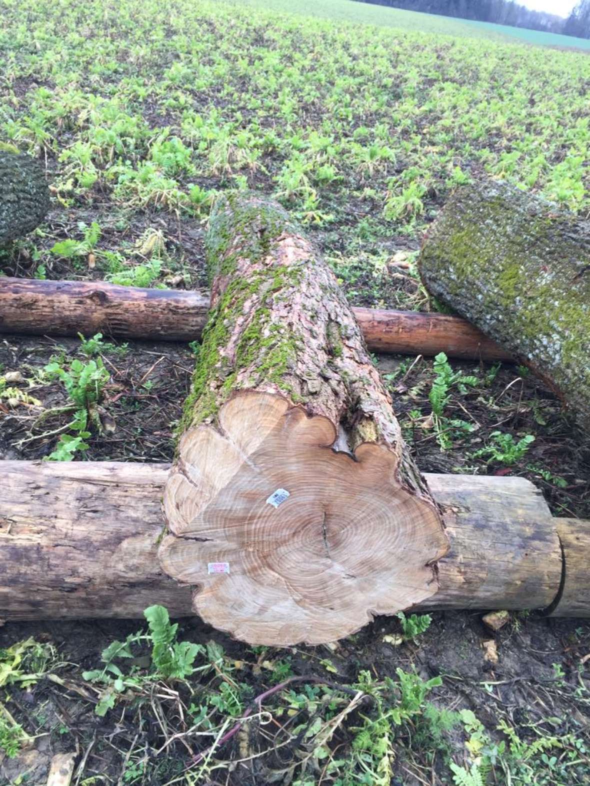Wertholzsubmission Bergahorn gekrauselt