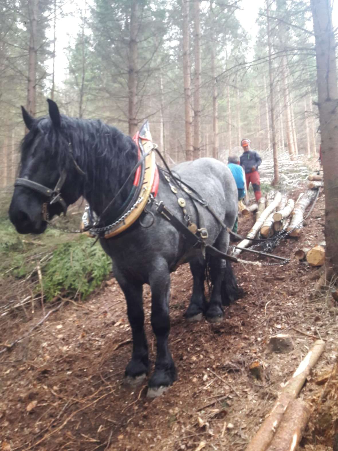 Das Pferd muss sehr kräftig und gutmütig sein