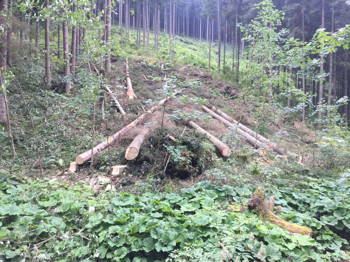 Eine Schlägerung
