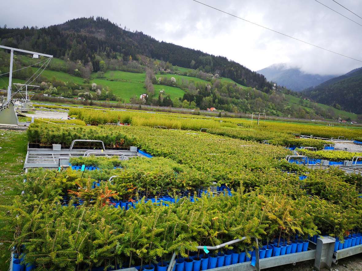 Die kleinen Setzlinge im Freien