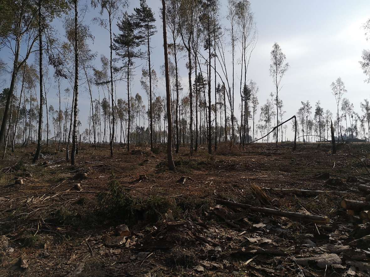 Der Wald hier ist in einem suboptimalen Zustand