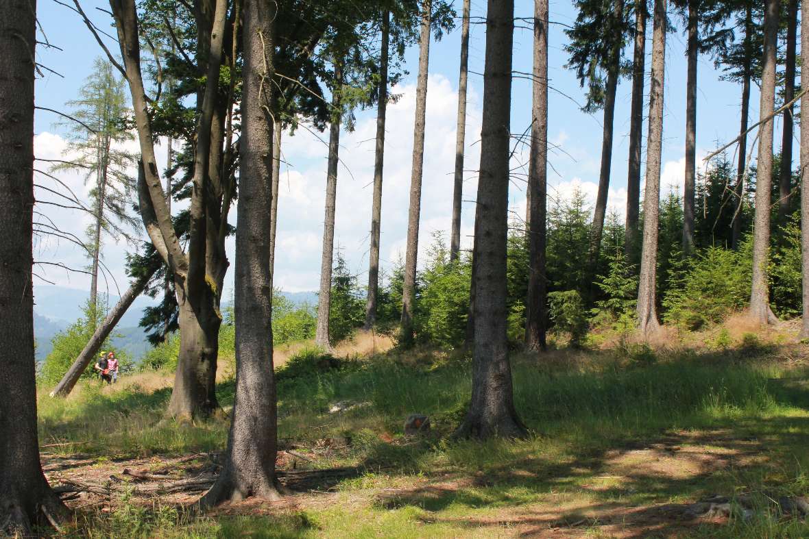 Achtung, Baum fällt