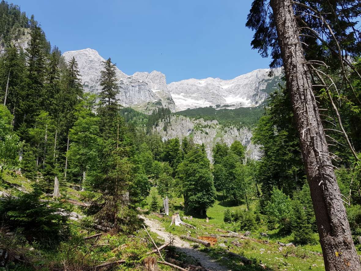 Ein Waldstück mit Felswand im Hintergrund