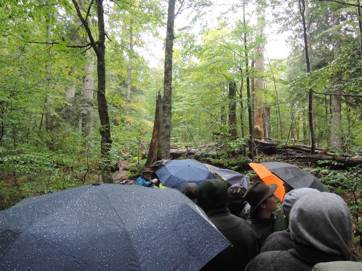 Blick über Regenschirme in den Wald