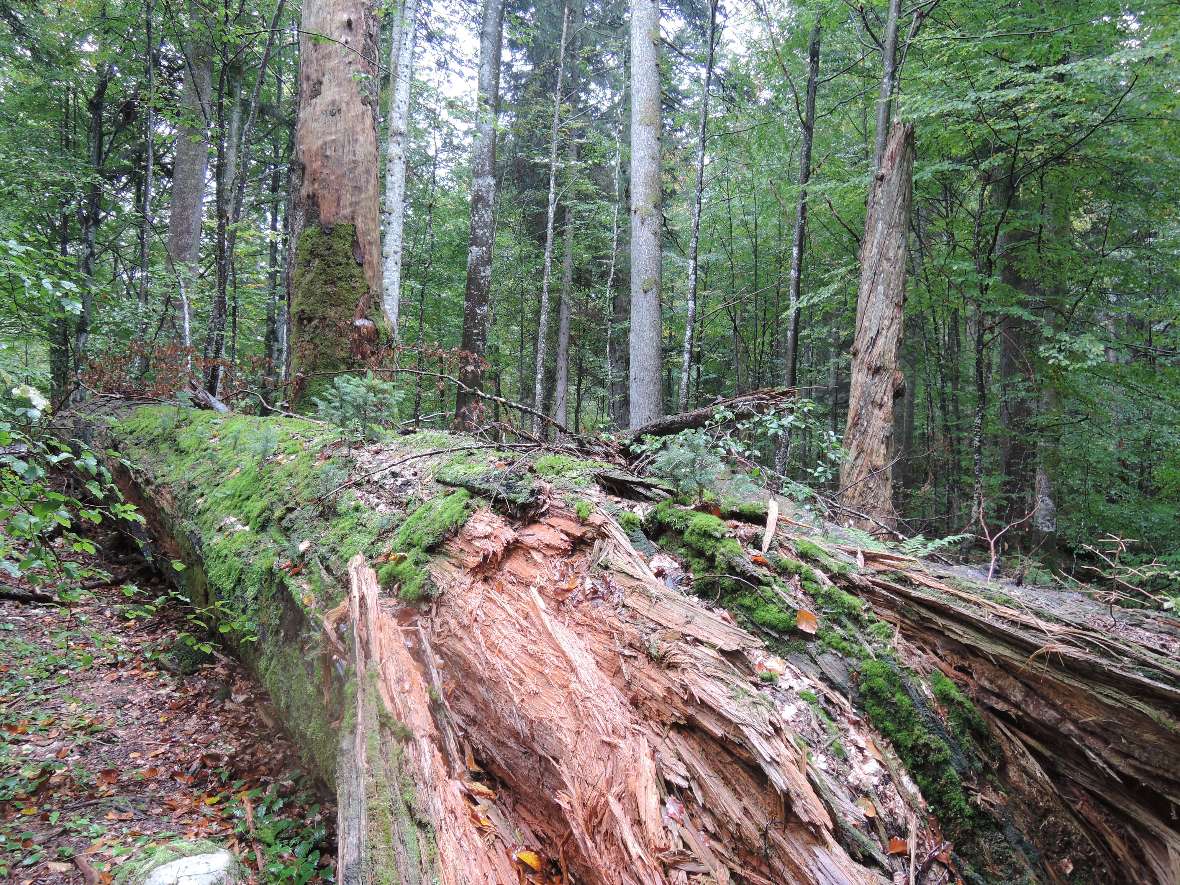 Ein langsam verrottender Baumstamm am Waldboden