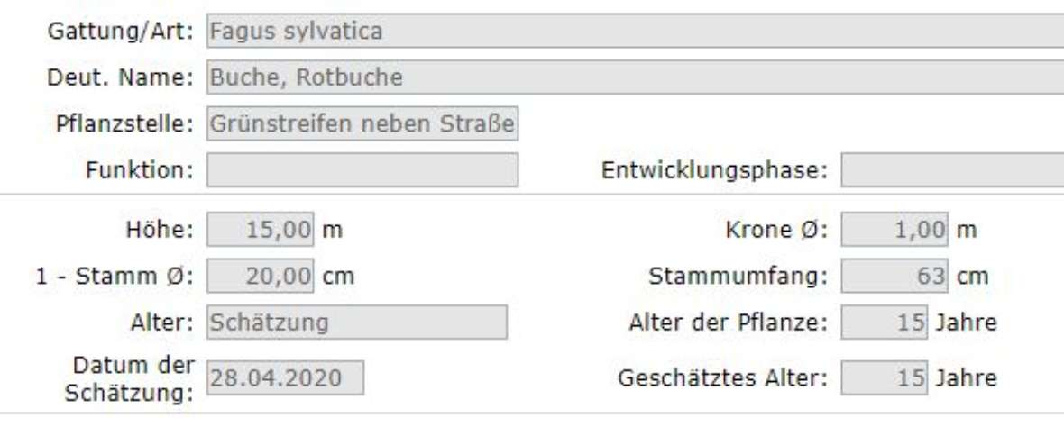 Baumdaten im Detail bei der Eingabe