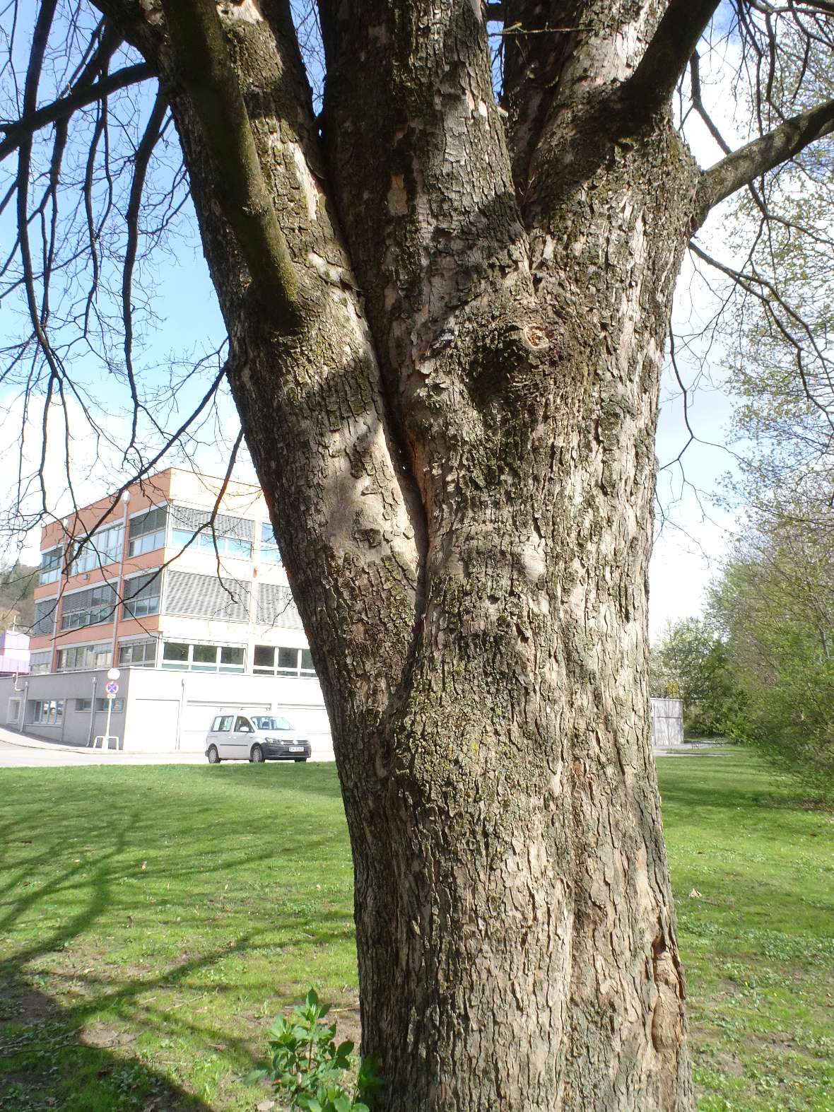 Ein alter Baum im Park benötigt Pflege