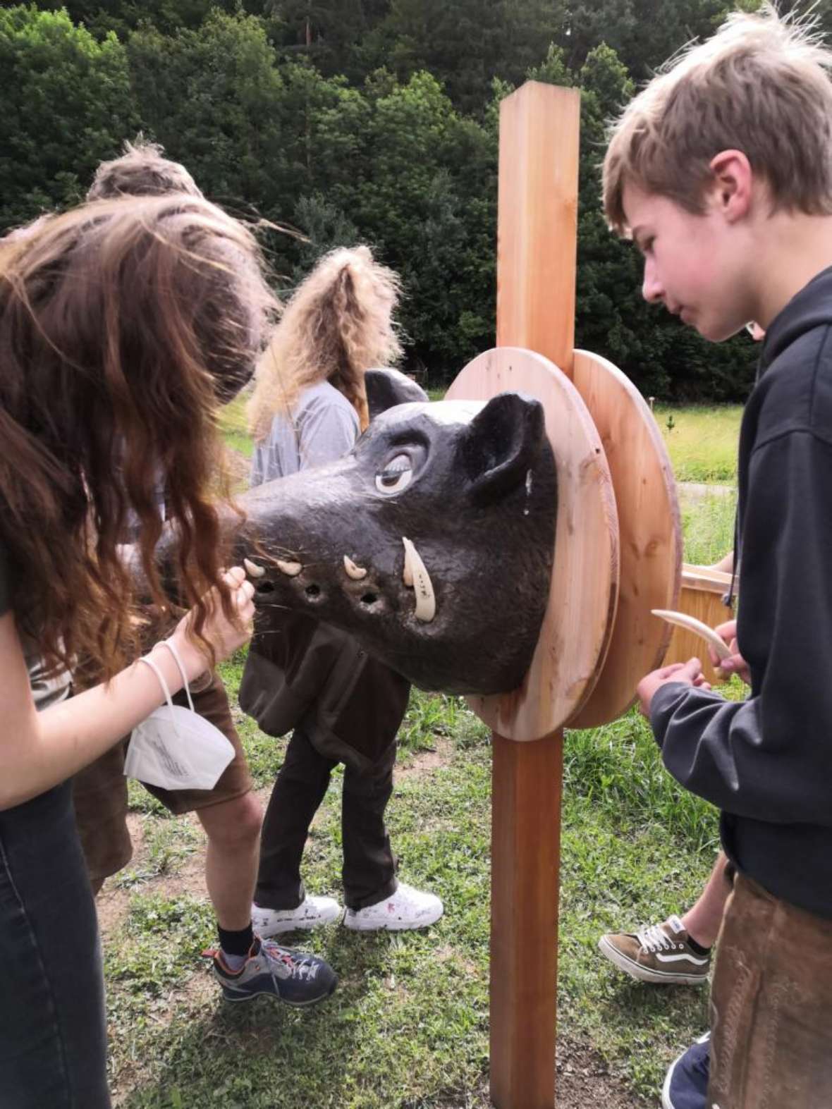 Gebiss und Hauer der Wildsau werden untersucht