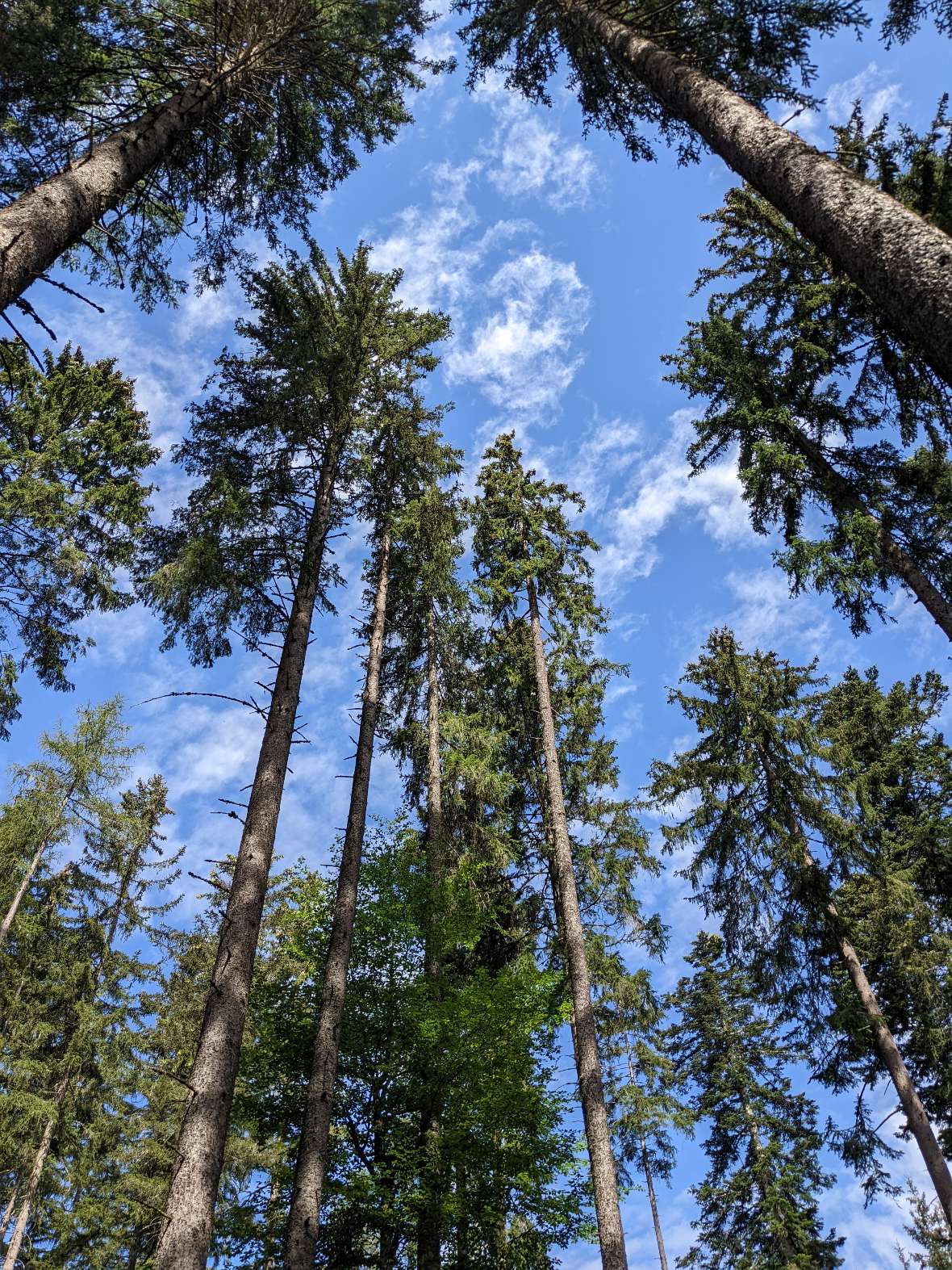 Hohe Bäume  vor blauem Himmel