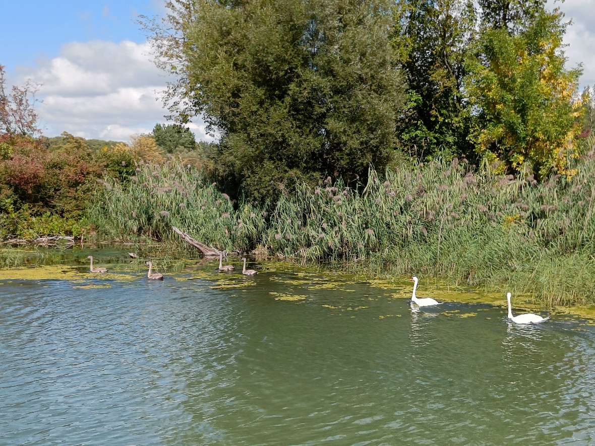 Ein Teich mit Schwänen