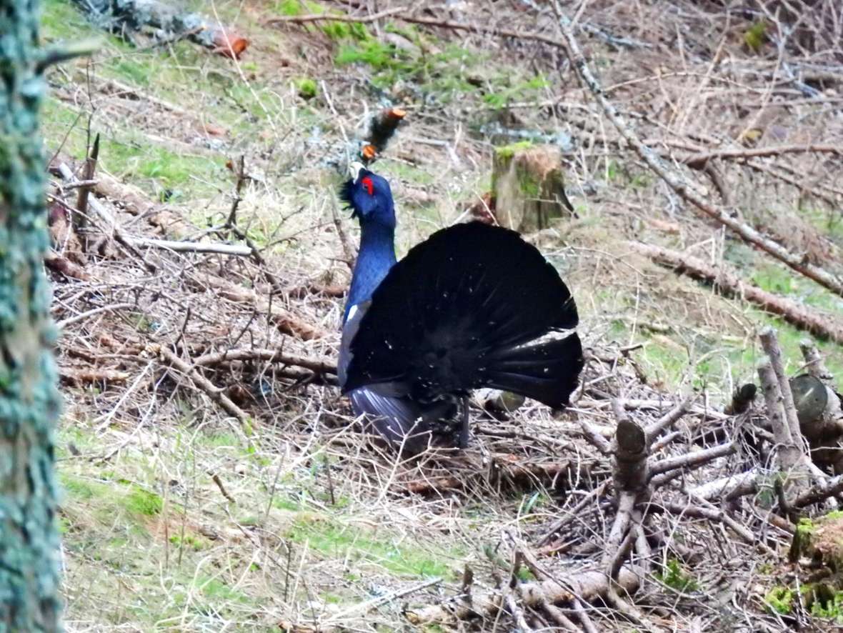 Der Auerhahn beim Balzen