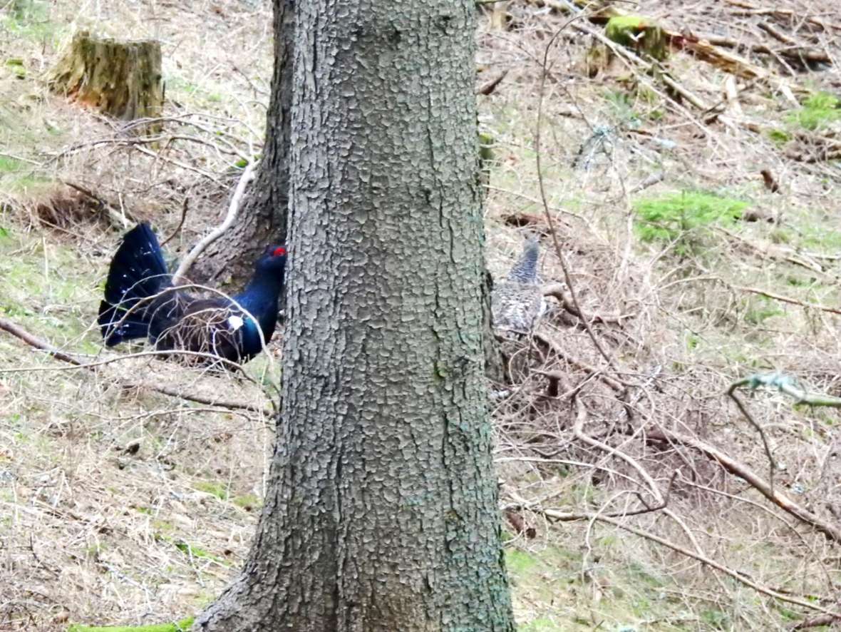 Hahn hinter Henne mit Baum im Vordergrund