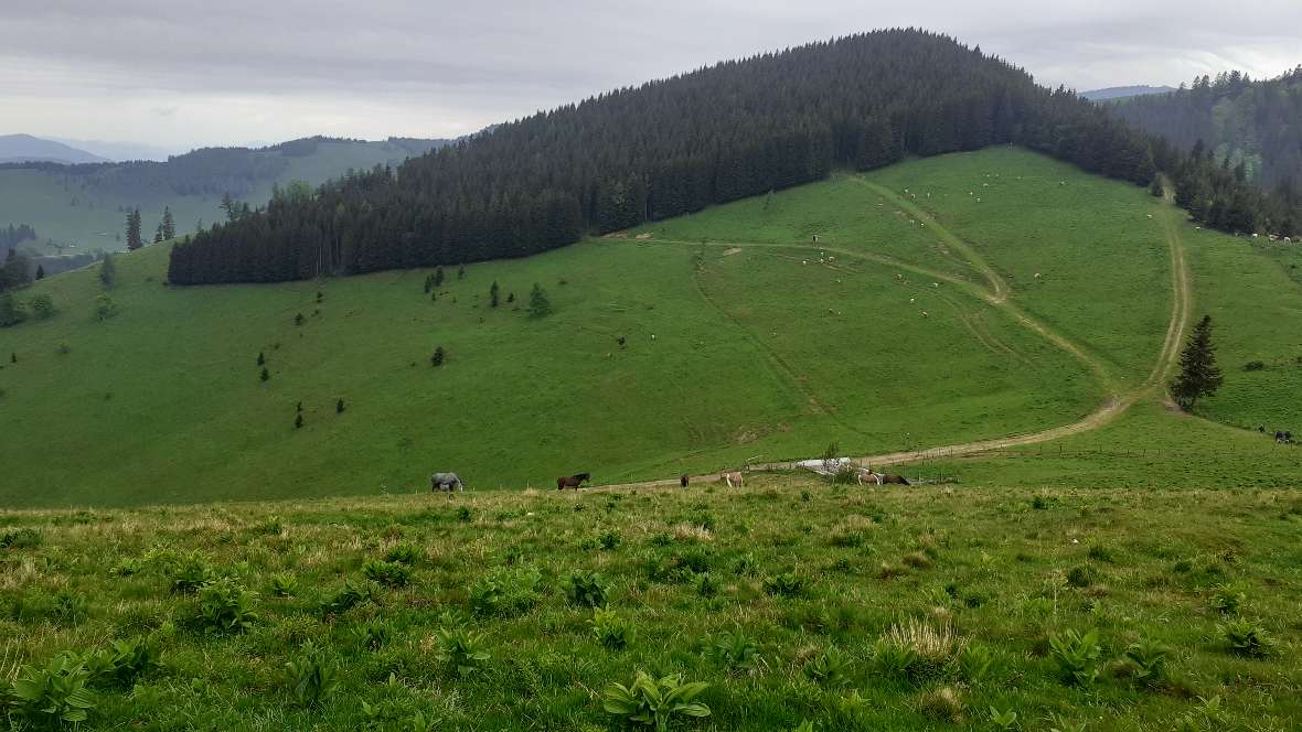 Ein Blick auf die Teichalm mit viel Grün